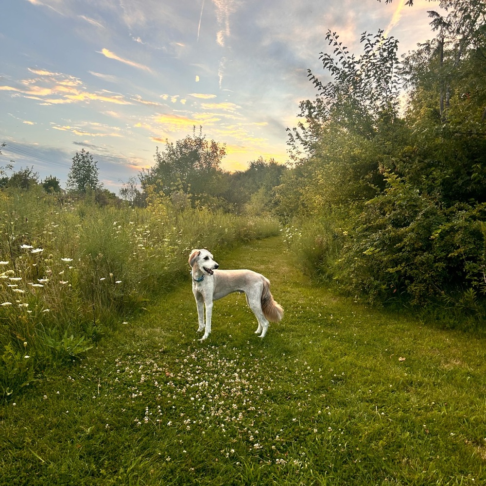 Meet your Posher, Lizzie